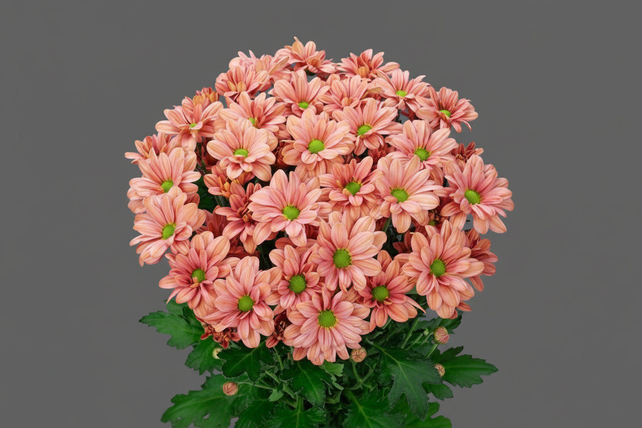 Farm Fresh Spray Chrysanthemum T Summer Love (Bunch of 5 stems, Length 70cm) (PACK OF 2)