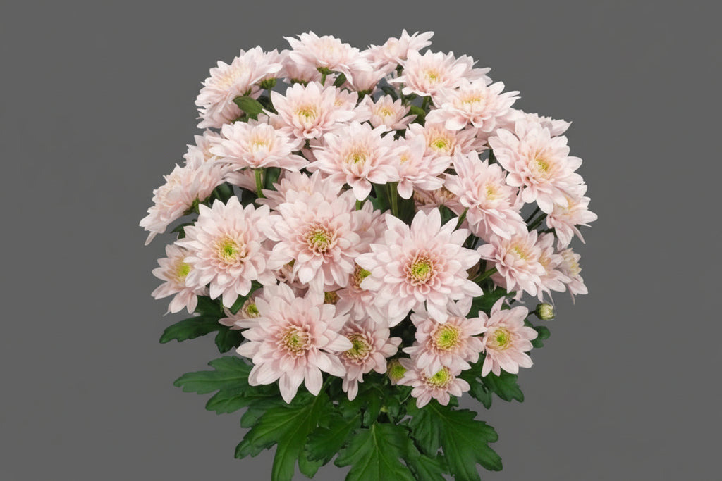 Farm Fresh Spray Chrysanthemum T Pastela Blush (Bunch of 5 stems, Length 70cm) (PACK OF 2)