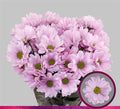 Farm Fresh Spray Chrysanthemum T Precious (Bunch of 5 stems, Length 70cm) (PACK OF 2)