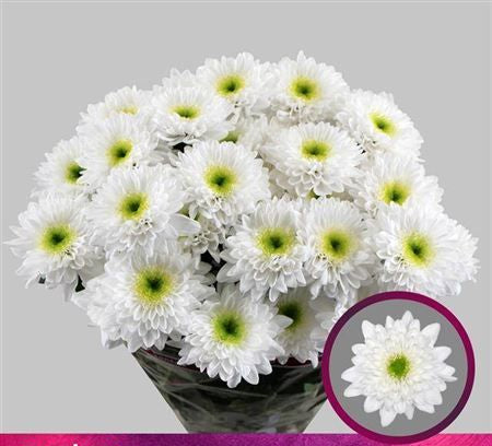 Farm Fresh Spray Chrysanthemum T Commander White (Bunch of 5 stems, Length 70cm) (PACK OF 2)
