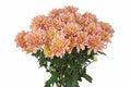 Farm Fresh Spray Chrysanthemum T Baltica Salmon (Bunch of 5 stems, Length 70cm) (PACK OF 2)