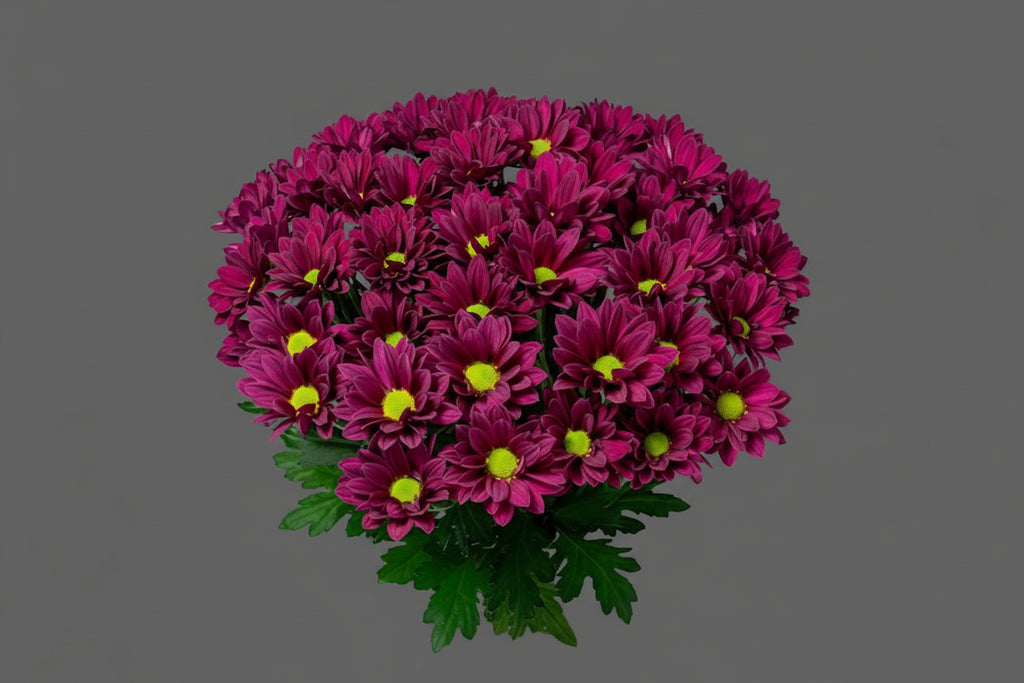 Farm Fresh Spray Chrysanthemum T Purple Star (Bunch of 5 stems, Length 70cm) (PACK OF 2)