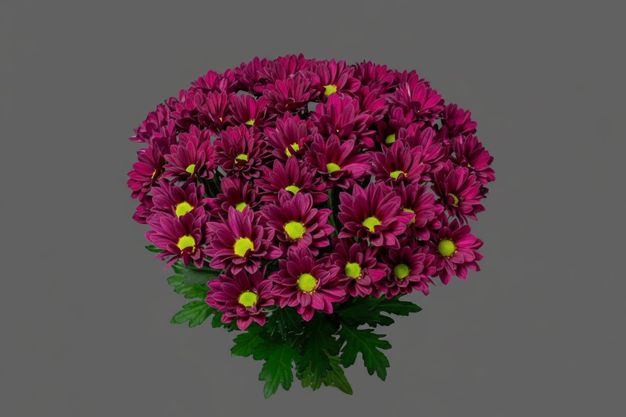 Farm Fresh Spray Chrysanthemum T Purple Star (Bunch of 5 stems, Length 70cm) (PACK OF 2)