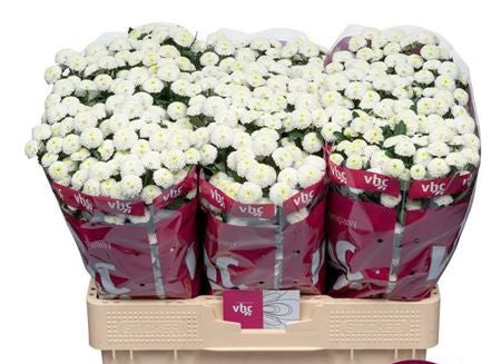 Farm Fresh Santini Pizarro (Bunch of 25 stems, Length 55cm)