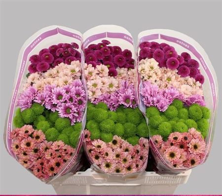 Farm Fresh Santini Happy Mix (Bunch of 25 stems, Length 55cm)