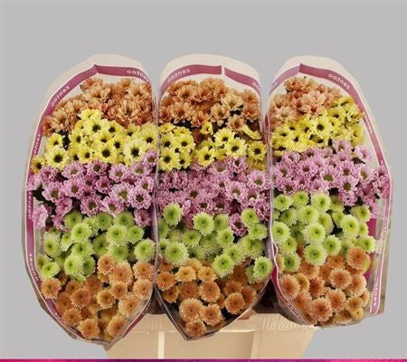 Farm Fresh Santini Blush Mix (Bunch of 25 stems, Length 55cm)