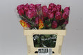 Farm Fresh Rosa gr Ecuadorian Moody Blues (Bunch of 25 stems, Length 50cm)
