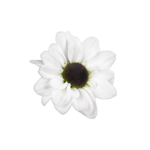 Farm Fresh Santini Yin Yang (Bunch of 25 stems, Length 50-60cm)