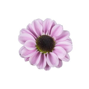 Farm Fresh Santini Yin Yang Pink (Bunch of 25 stems, Length 55cm)