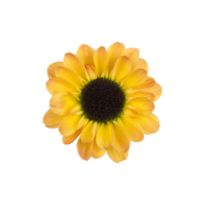 Farm Fresh Santini Yin Yang Golden (Bunch of 25 stems, Length 55cm)