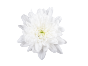 Farm Fresh Spray Chrysanthemum T Baltica (Bunch of 5 stems, Length 70cm) (PACK OF 2)