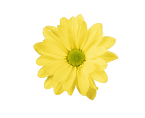 Farm Fresh Spray Chrysanthemum T Celebrate (Bunch of 5 stems, Length 70cm) (PACK OF 2)