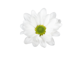 Farm Fresh Spray Chrysanthemum T Chic (Bunch of 5 stems, Length 70cm) (PACK OF 2)