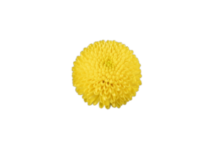 Farm Fresh Spray Chrysanthemum T Limoncello (Bunch of 5 stems, Length 70cm) (PACK OF 2)