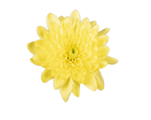 Farm Fresh Spray Chrysanthemum T Pina Colada Yellow (Bunch of 5 stems, Length 70cm) (PACK OF 2)
