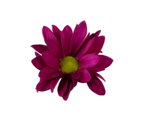 Farm Fresh Spray Chrysanthemum T Purple Star (Bunch of 5 stems, Length 70cm) (PACK OF 2)