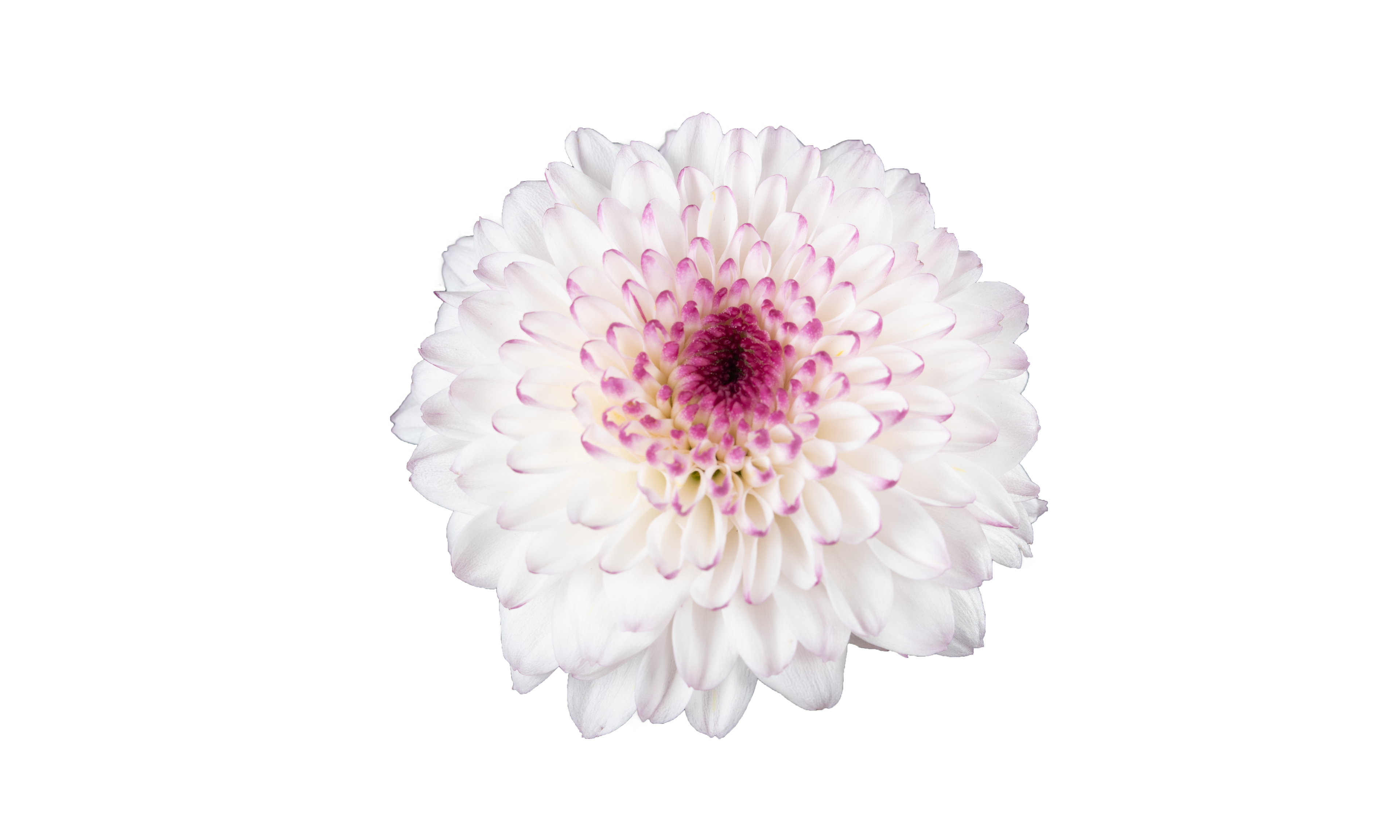 Farm Fresh Spray Chrysanthemum T Abbey (Bunch of 5 stems, Length 70cm) (PACK OF 2)