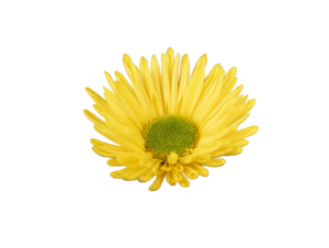 Farm Fresh Spray Chrysanthemum T Korona (Bunch of 5 stems, Length 70cm) (PACK OF 2)