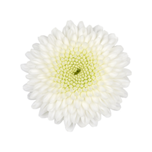 Farm Fresh Spray Chrysanthemum T Newton (Bunch of 5 stems, Length 70cm) (PACK OF 2)