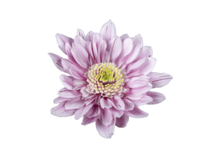 Farm Fresh Spray Chrysanthemum T Serenity Sweet (Bunch of 5 stems, Length 70cm) (PACK OF 2)