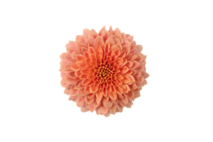 Farm Fresh Santini Miller Smokey (Bunch of 25 stems, Length 55cm)