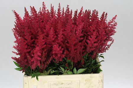 Farm Fresh Astilbe Paul Gaarder (Bunch of 20 stems, Length 60-70cm)