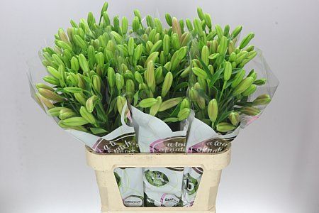 Farm Fresh  Lilium Longifl. x Aziat Brindisi 4+ (Bunch of 10 stems, Length 80cm)