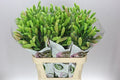 Farm Fresh  Lilium Longifl. x Aziat Brindisi 4+ (Bunch of 10 stems, Length 80cm)