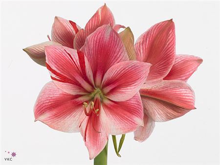 Farm Fresh Hippeastrum/Amarylis Gervase (Box of 15 stems, Length 75cm)
