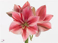 Farm Fresh Hippeastrum/Amarylis Gervase (Box of 15 stems, Length 75cm)