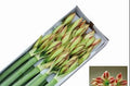 Farm Fresh Hippeastrum/Amarylis Ambiance (Box of 15 stems, Length 80cm)