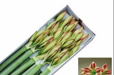 Farm Fresh Hippeastrum/Amarylis Ambiance (Box of 15 stems, Length 80cm)