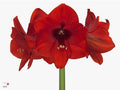 Farm Fresh Hippeastrum/Amarylis Red Lion (Box of 15 stems, Length 75cm)