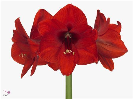 Farm Fresh Hippeastrum/Amarylis Red Lion (Box of 15 stems, Length 75cm)