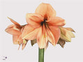 Farm Fresh Hippeastrum/Amarylis Rilona(Box of 15 stems, Length 75cm)