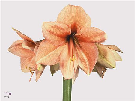 Farm Fresh Hippeastrum/Amarylis Rilona(Box of 15 stems, Length 75cm)
