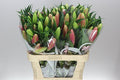 Farm Fresh Lilum Or Trocadero 2+ (Bunch of 10 stems, Length 80cm)