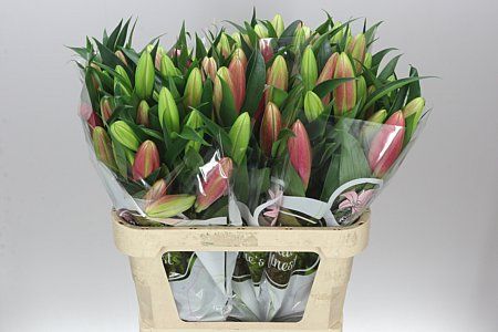 Farm Fresh Lilum Or Trocadero 2+ (Bunch of 10 stems, Length 80cm)
