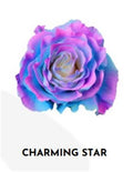 Farm Fresh Rosa Ecuadorian Gr Tinted Charming Star(Bunch of 25 stems, Length 60cm)