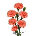 Farm Fresh Spray Carnation Orange(Bunch of 25 stems, Length 60-70cm)