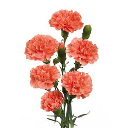 Farm Fresh Spray Carnation Orange(Bunch of 25 stems, Length 70cm)