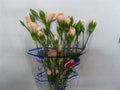 Farm Fresh Spray Carnations Peach (Bunch of 10 stems, Length 70cm)