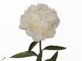 Farm Fresh Paeonia Bowl of Cream (Bunch of 10stems, Length 60cm)