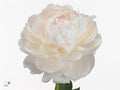 Farm Fresh Paeonia Odile(Bunch of 10stems, Length 60cm)