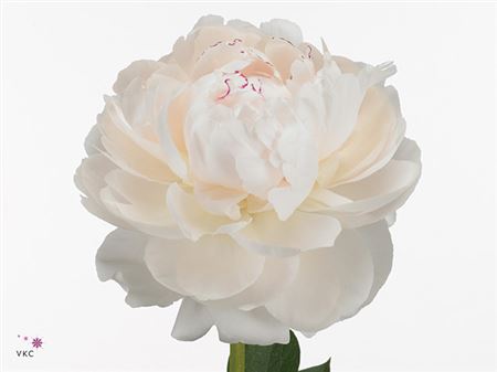 Farm Fresh Paeonia Odile(Bunch of 10stems, Length 60cm)