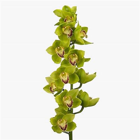 Farm Fresh Orchid/Cymbidium Tak Noah(Bunch of 2 stems, Length 50cm)