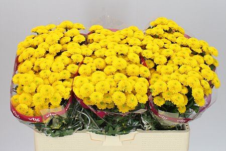 Santani Aurinko(Bunch of 25 stems, Length 50-60cm)
