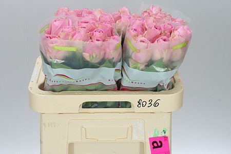 Farm Fresh Rosa Gr Heidi (Bunch of 10 stems, Length 70cm)