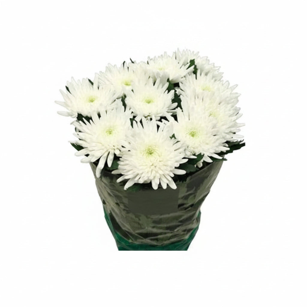 Farm Fresh Chrysanthemum G Topspin (Bunch of 10 stems , Length 70cm)