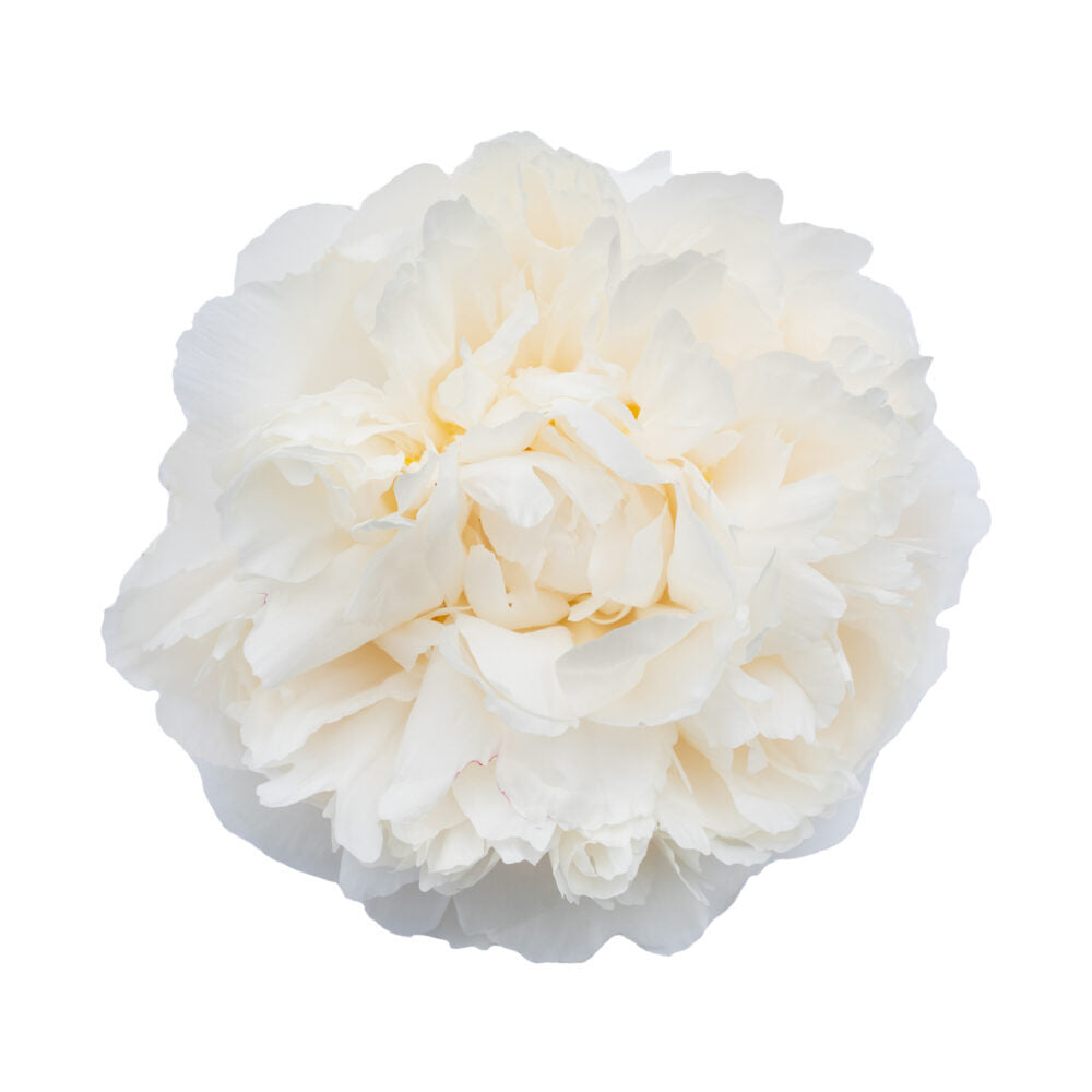 Farm Fresh Paeonia Bowl of Cream (Bunch of 10stems, Length 60cm)